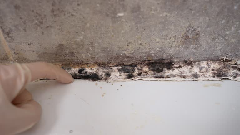 Mold Documentation for Insurance Claims in Turlock, CA