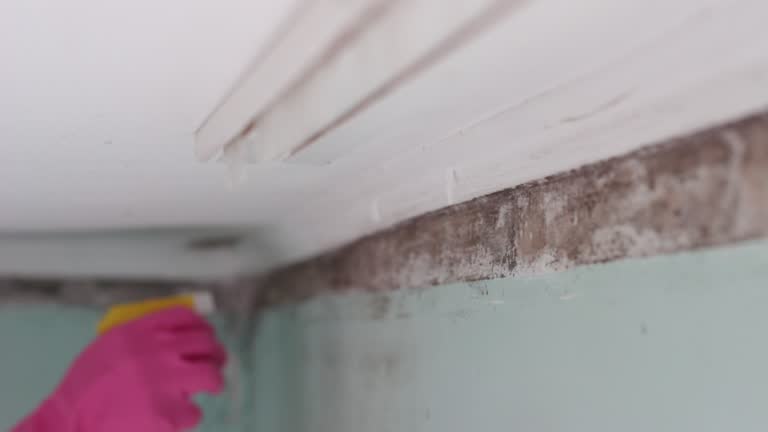 Biohazard Mold Removal in Turlock, CA