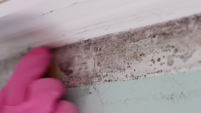 Best Emergency Mold Remediation  in Turlock, CA